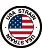USA strain
