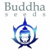 BUDDHA SEEDS