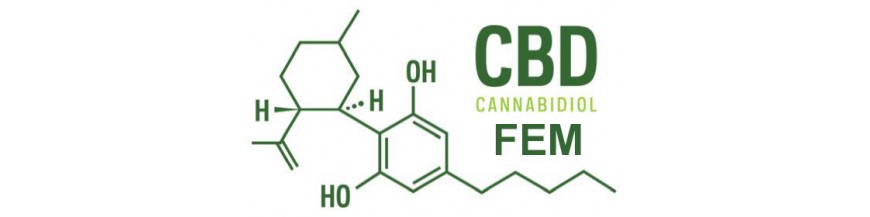 CBD Royal Queen Seeds