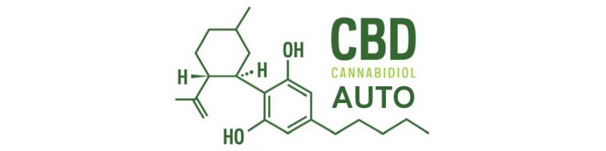CBD AUTO Royal Queen Seeds