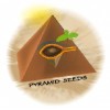 Pyramid Seeds