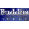 Buddha Seeds