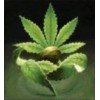 Homegrown fantaseeds